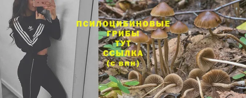 blacksprut tor  Игра  Псилоцибиновые грибы Psilocybe 